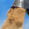 Wheat for export from Russia