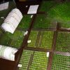 Похоронные изделия из нефрита