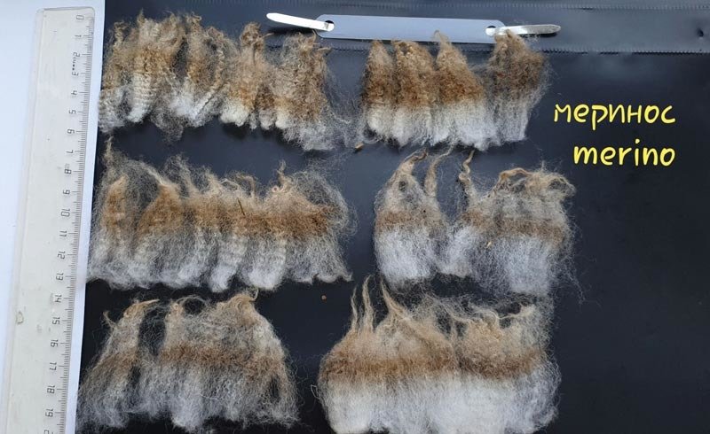 Sheep wool for export from Russia (Merino)